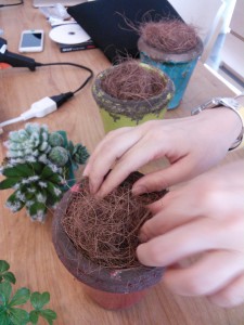 鉢植え